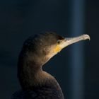 Kormoran