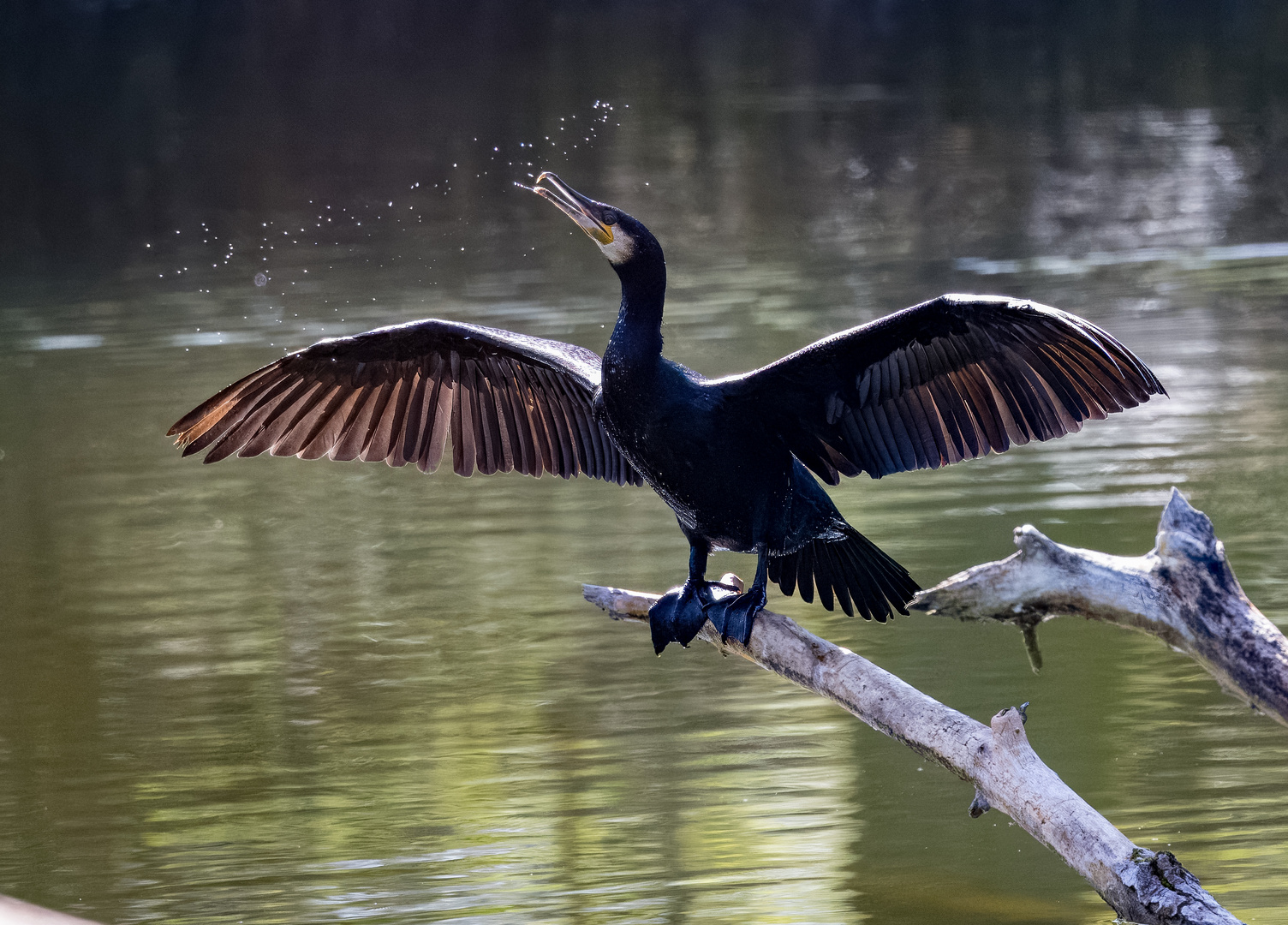 Kormoran