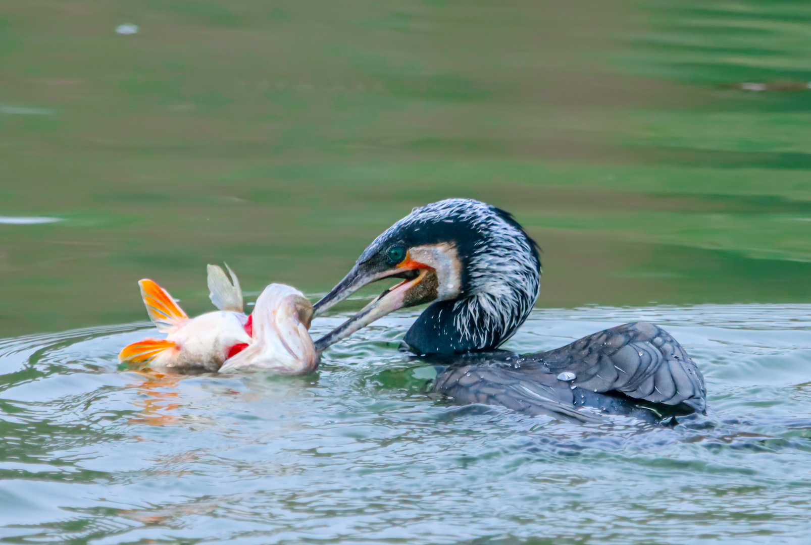 Kormoran