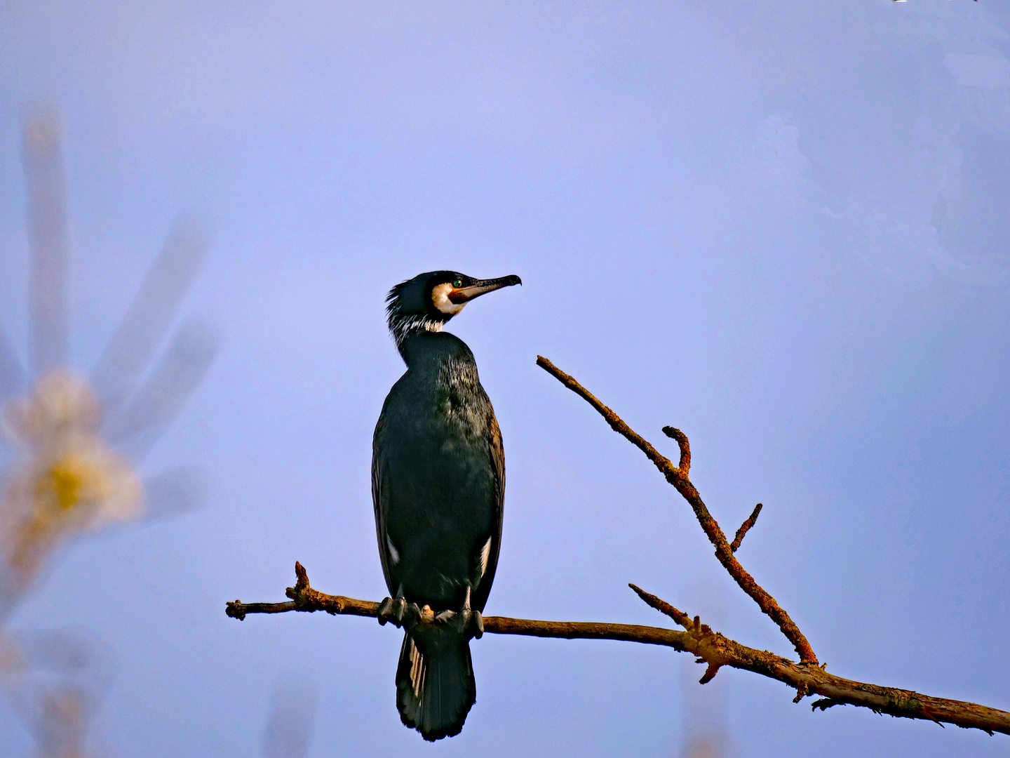 Kormoran