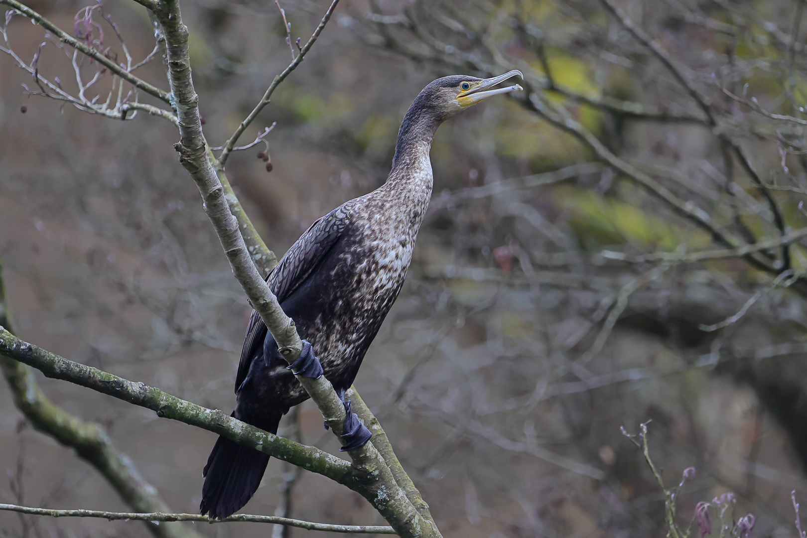 Kormoran