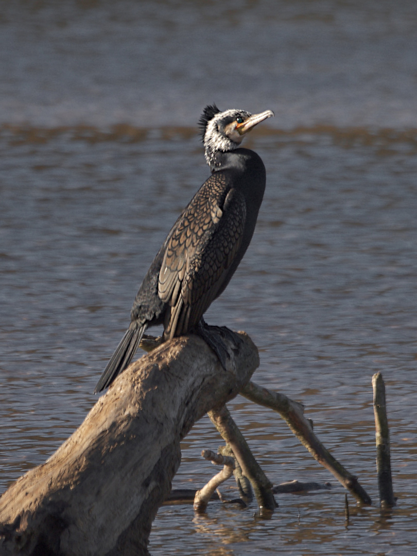 Kormoran