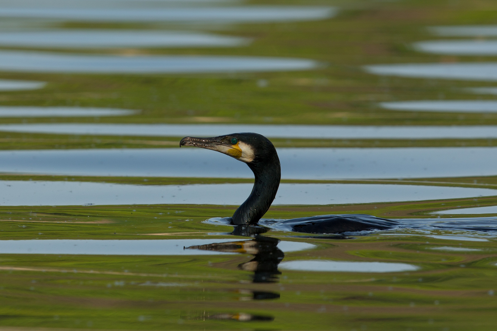 Kormoran