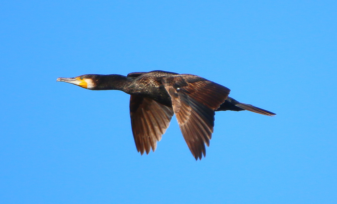 Kormoran