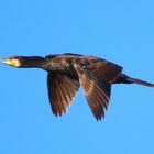 Kormoran