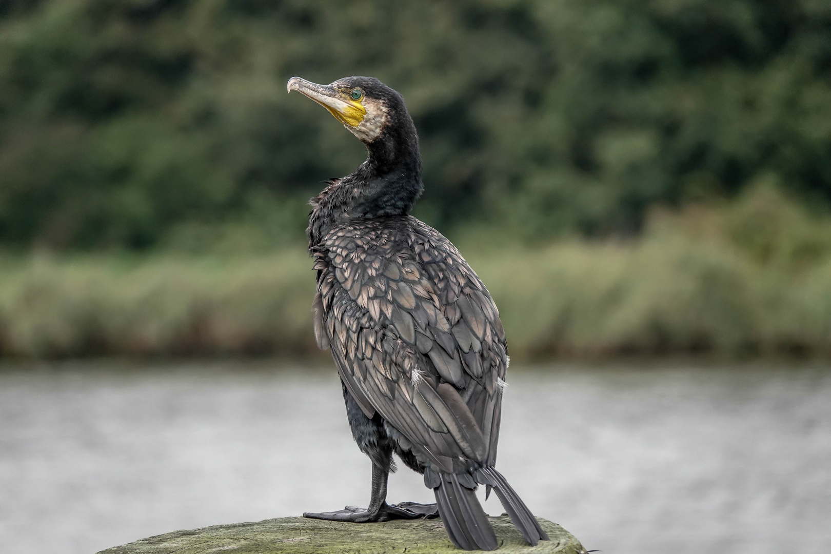 Kormoran Foto & Bild | natur, vögel, wildlife Bilder auf fotocommunity