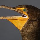 Kormoran