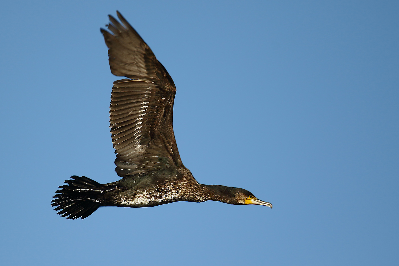 Kormoran