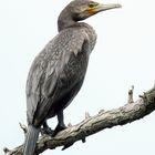 Kormoran