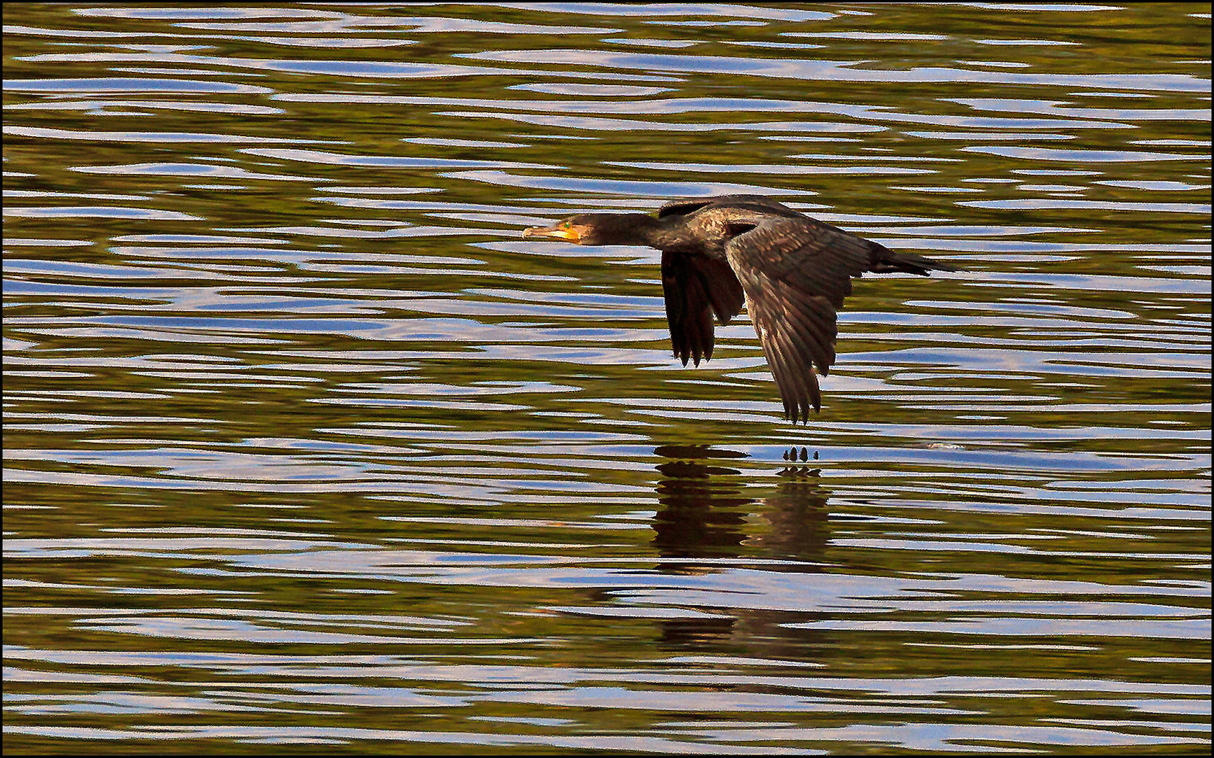 Kormoran