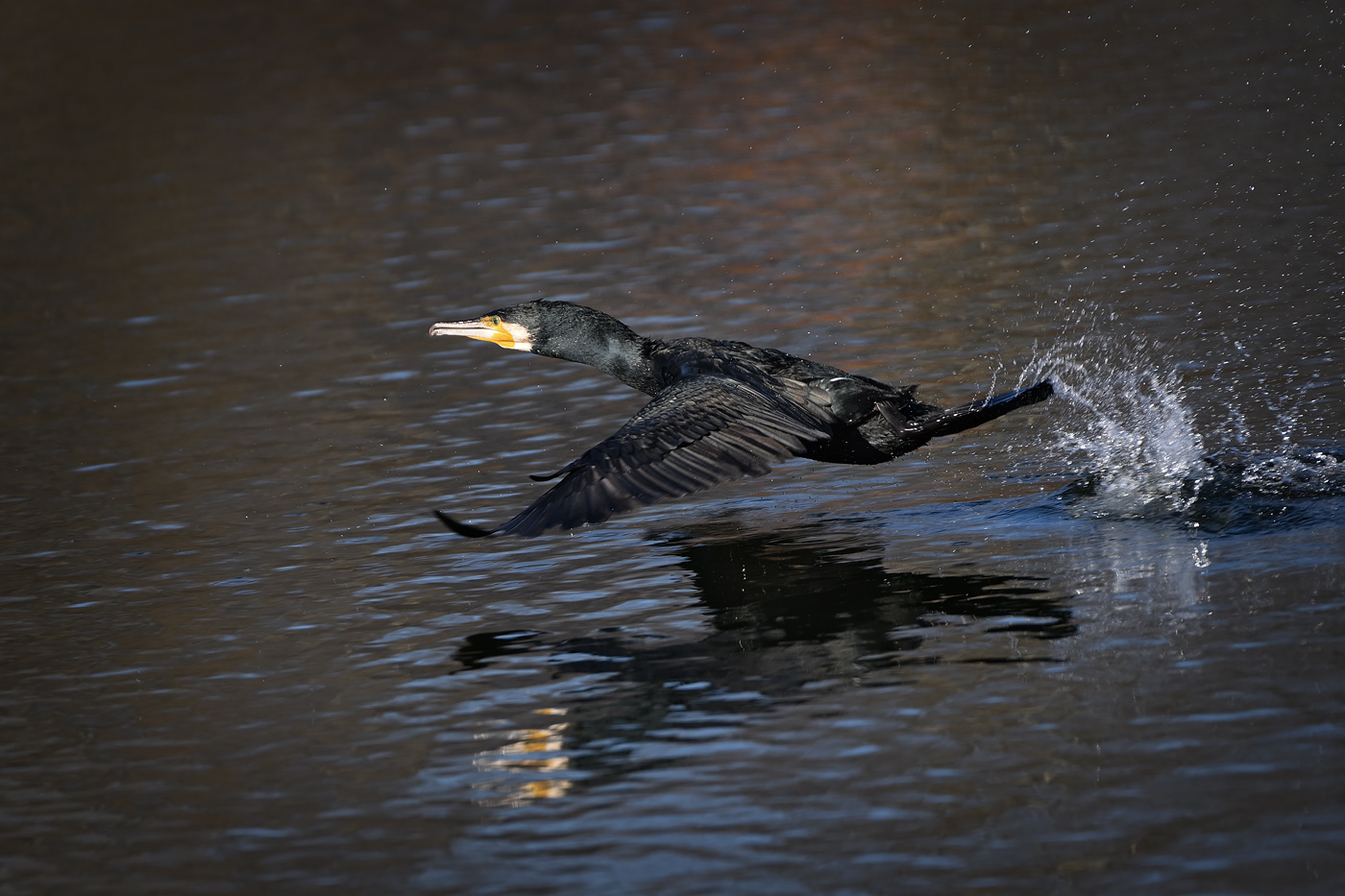 Kormoran