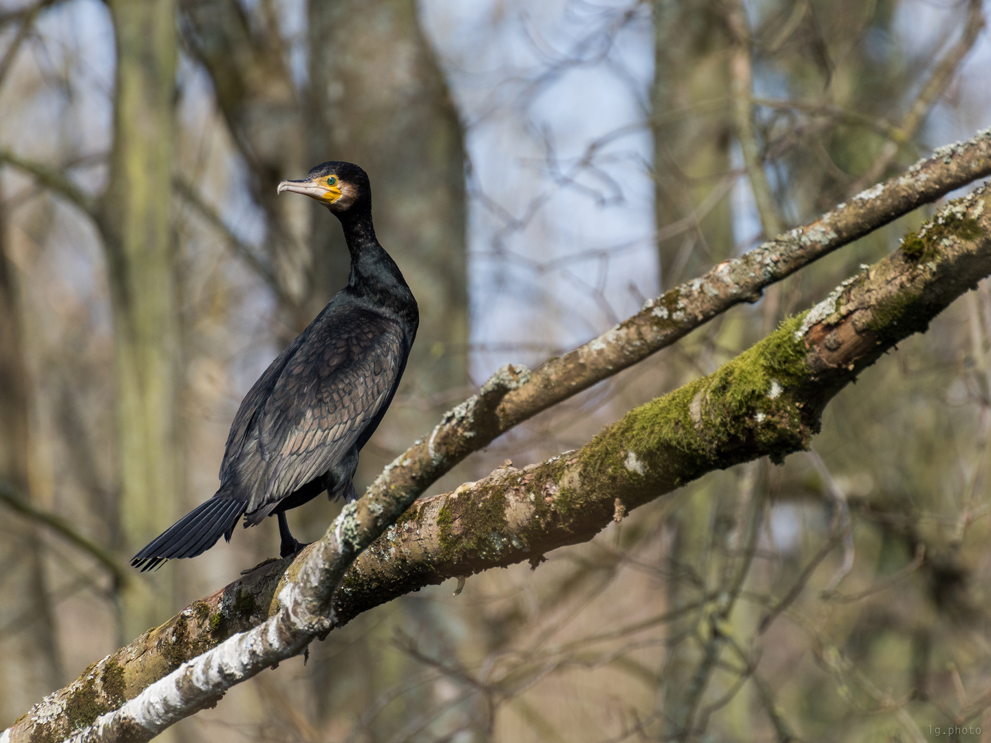 Kormoran