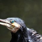 Kormoran