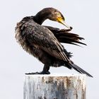 Kormoran