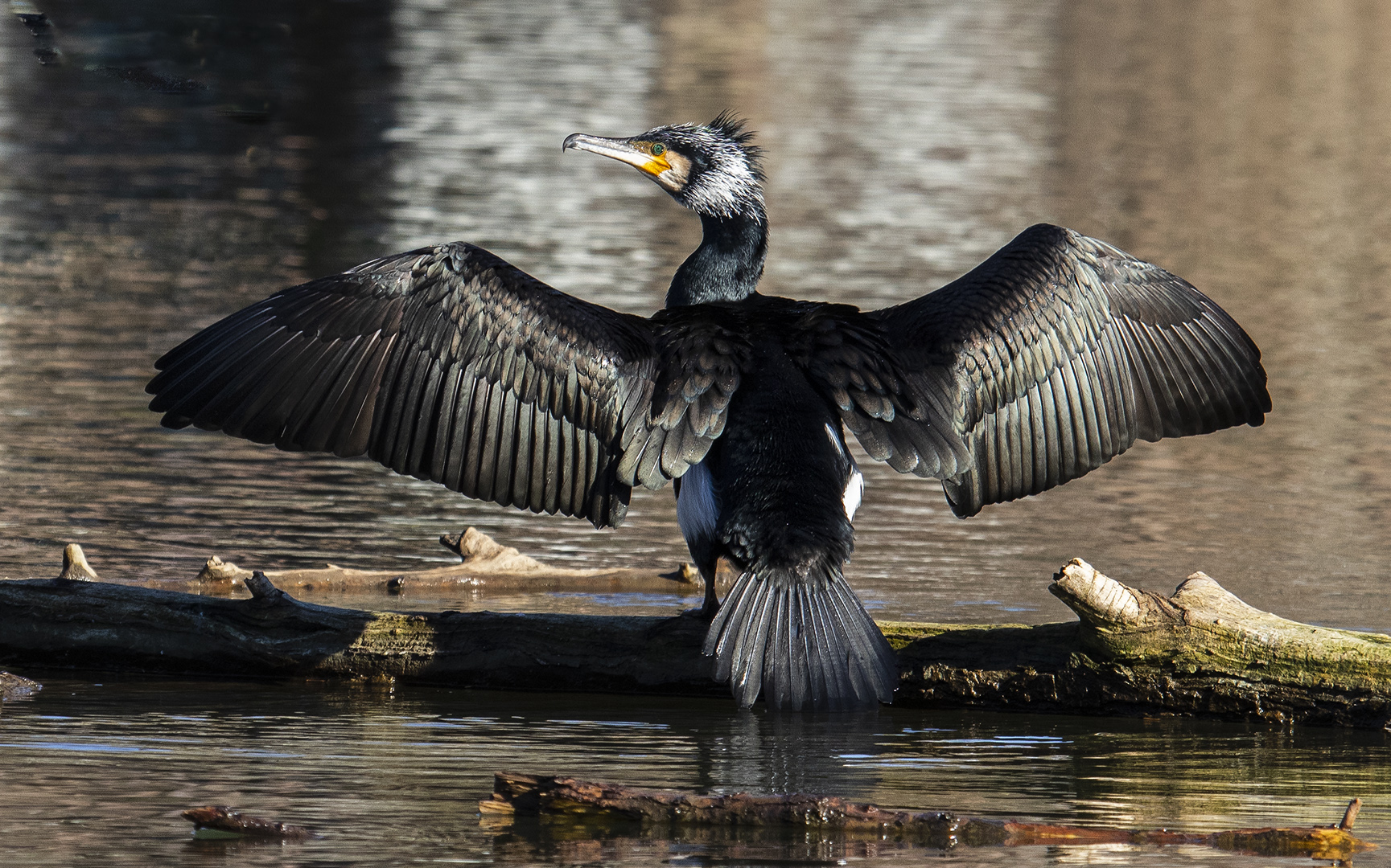 Kormoran