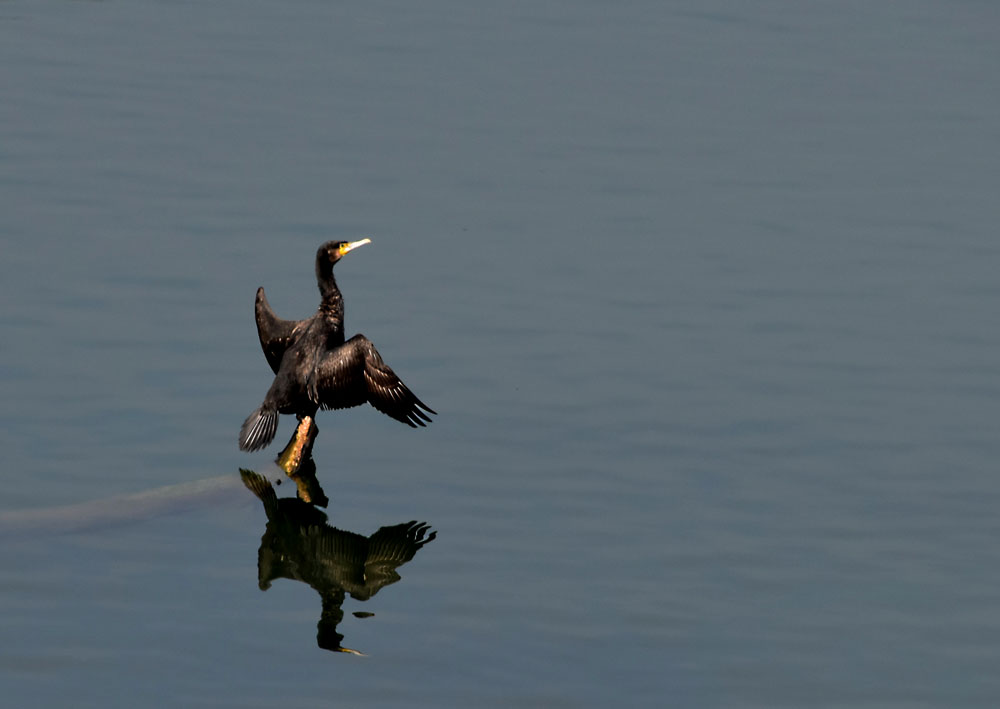 Kormoran