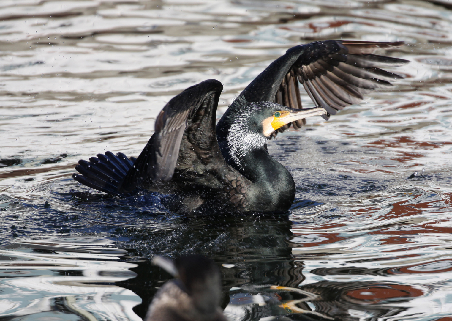 Kormoran