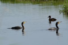 Kormoran