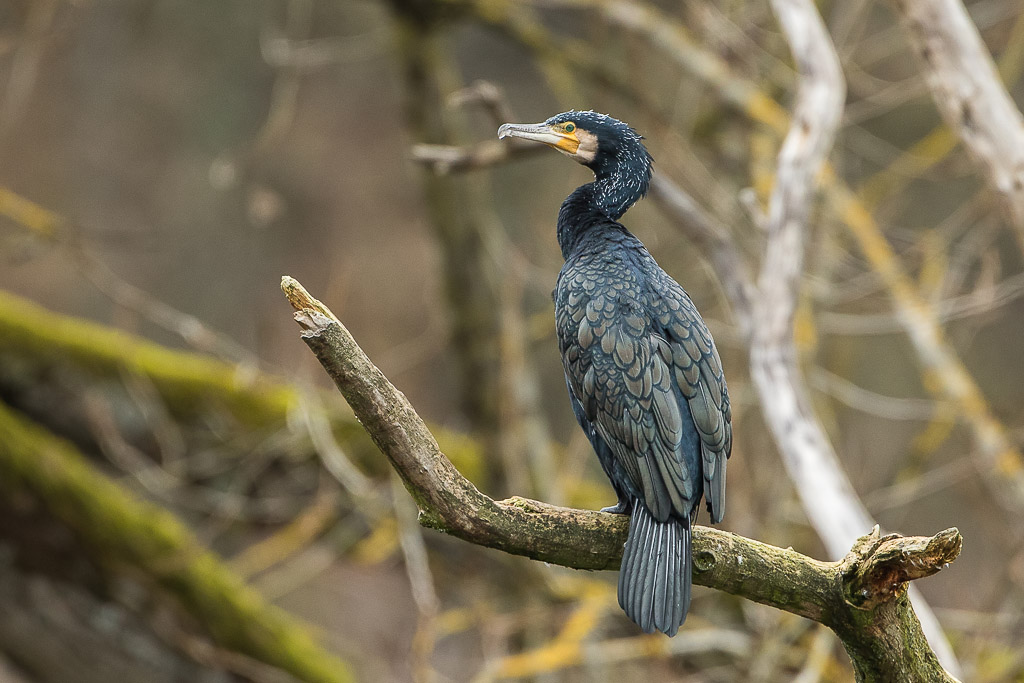 Kormoran