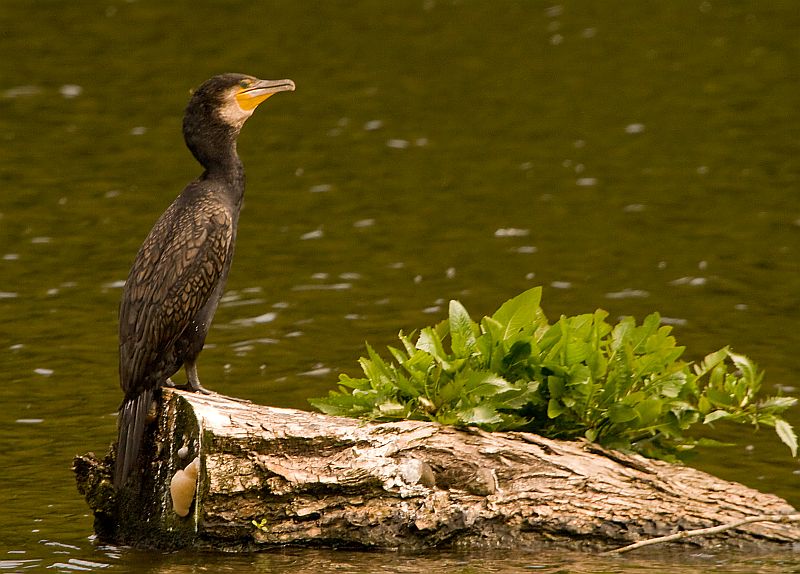 Kormoran