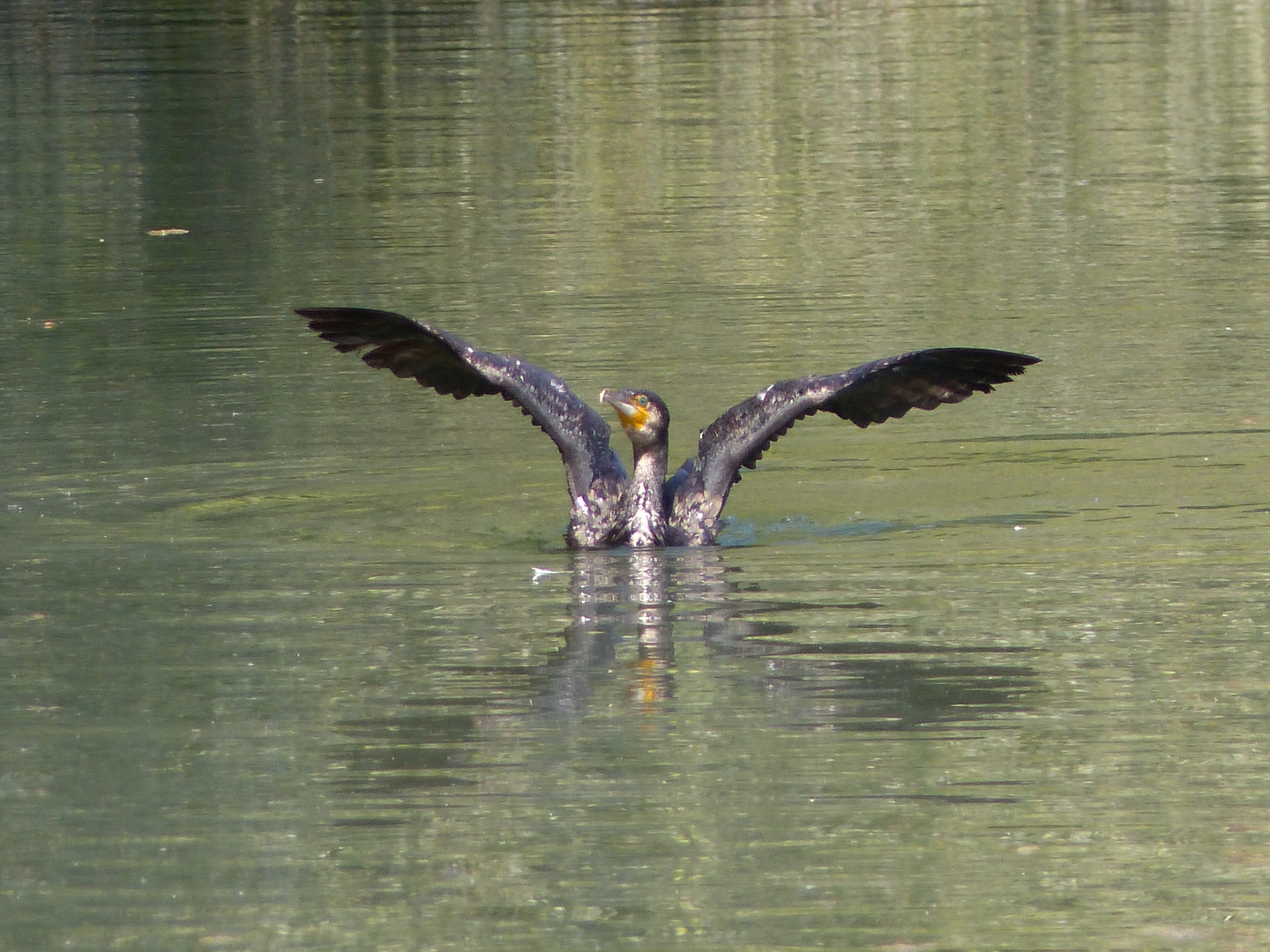 Kormoran