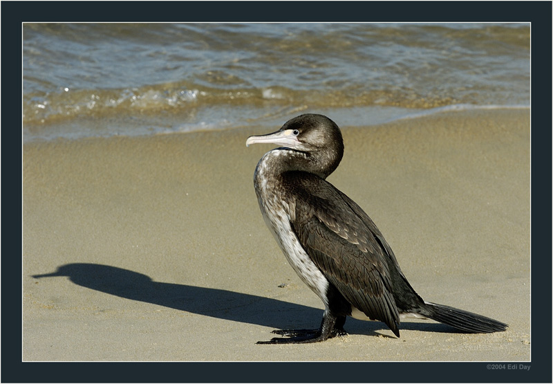 Kormoran