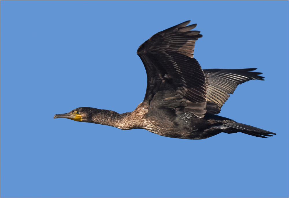 Kormoran