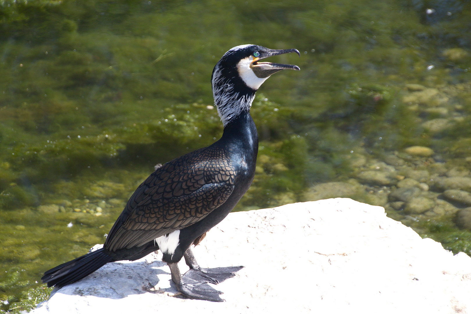 Kormoran