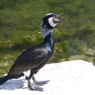 Kormoran