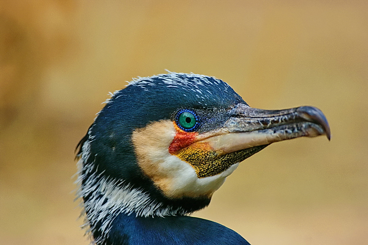 Kormoran