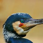 Kormoran