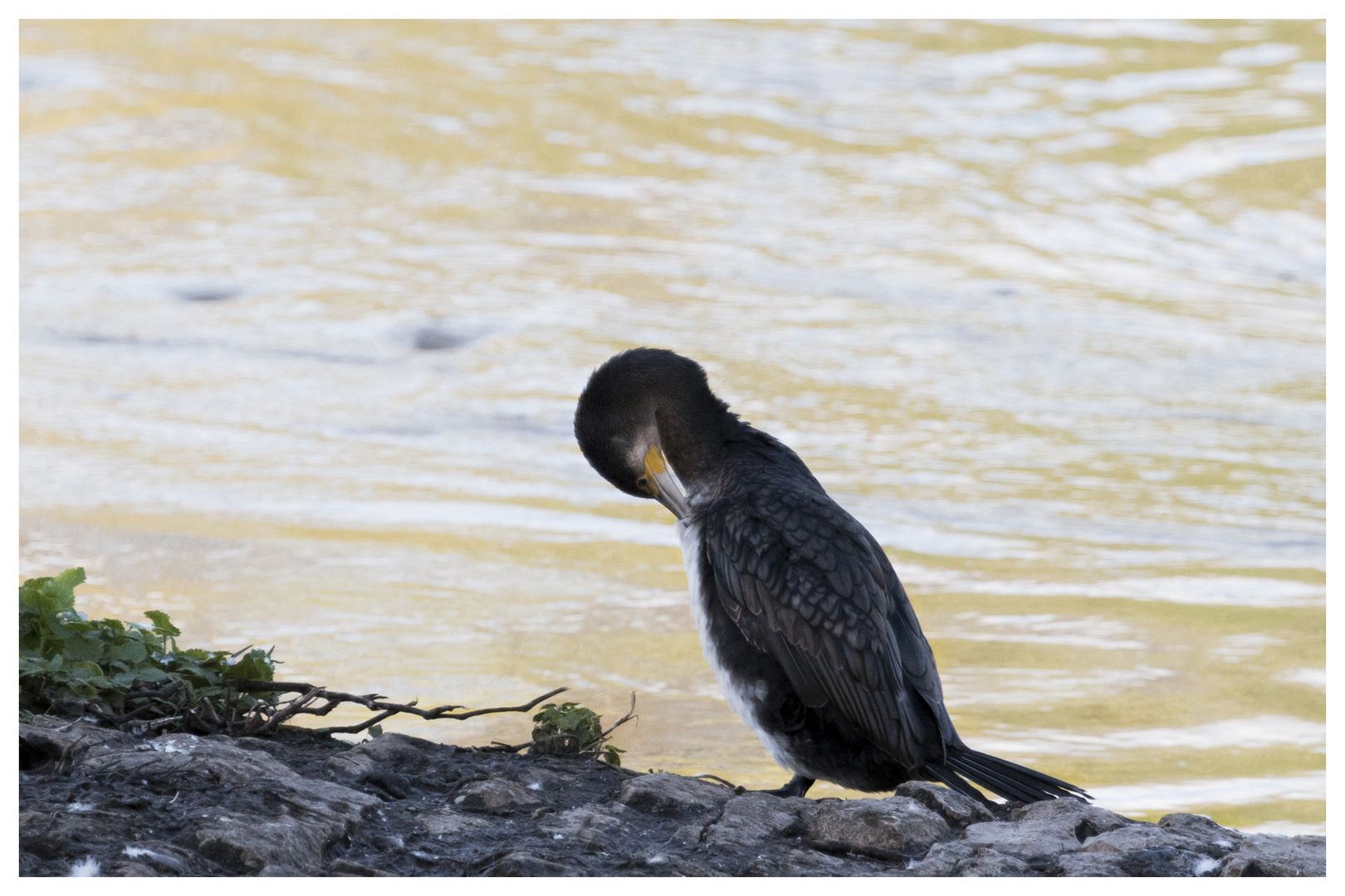 Kormoran