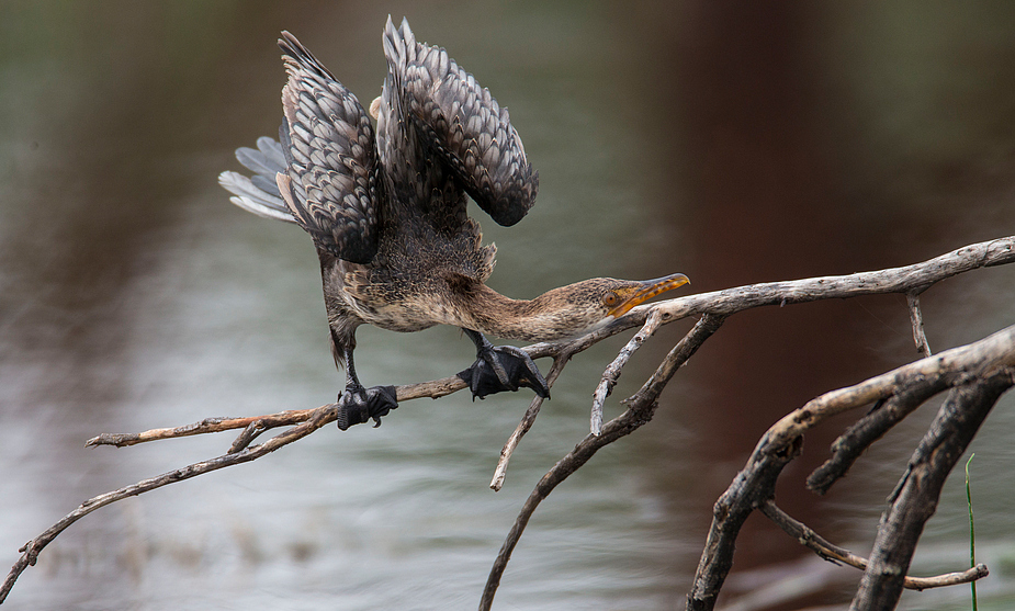 Kormoran