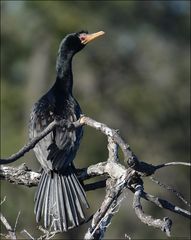 Kormoran