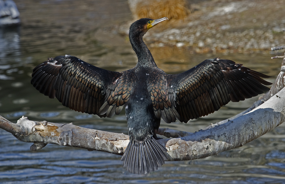 Kormoran