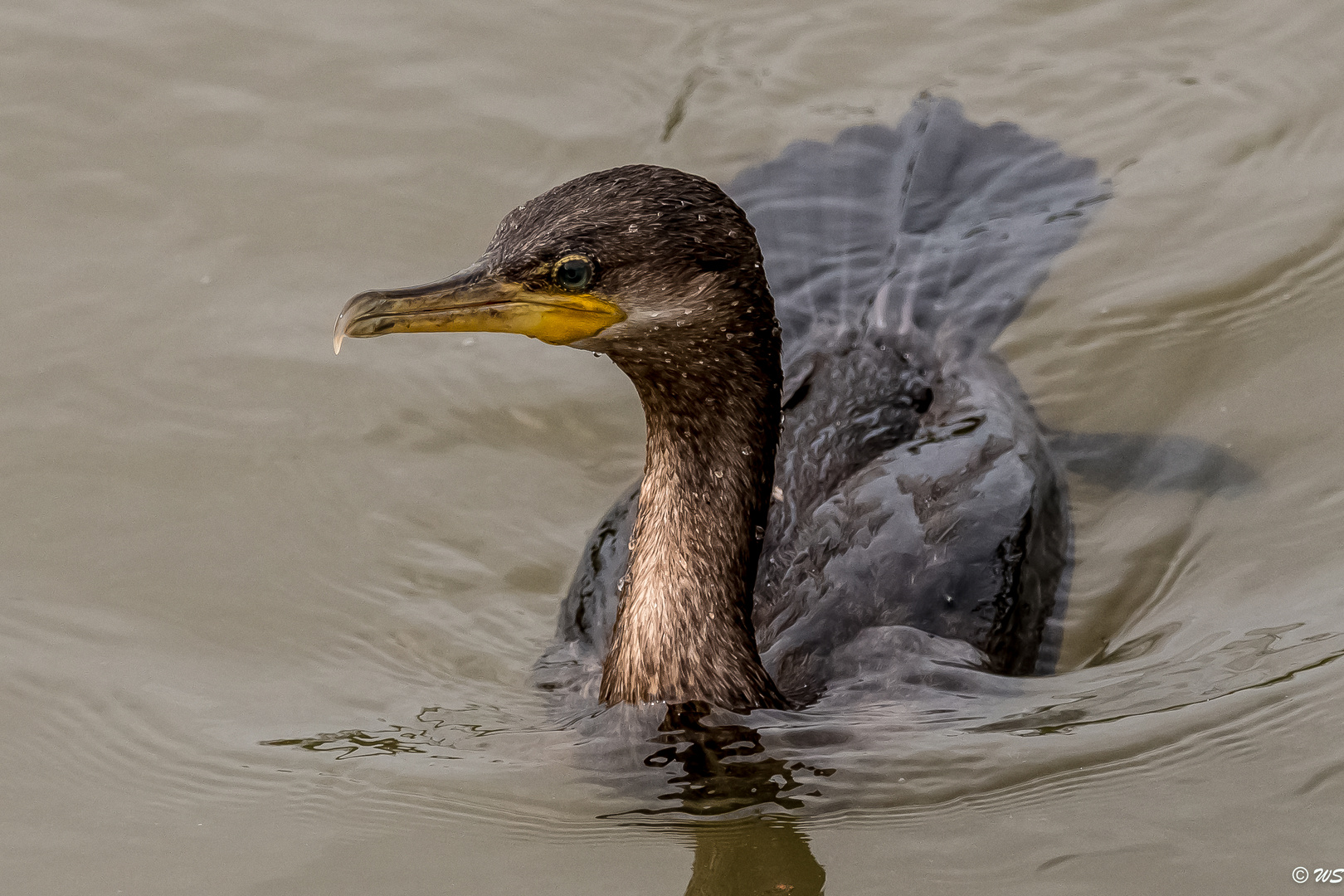 Kormoran