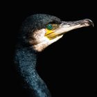 Kormoran