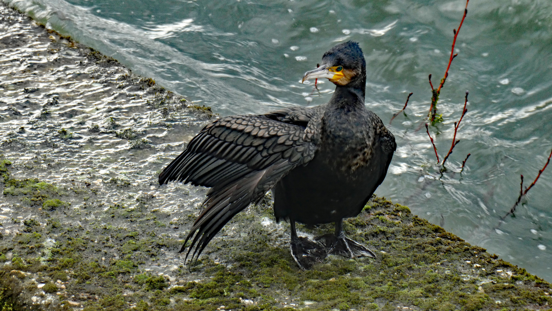 Kormoran