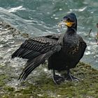 Kormoran