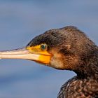 Kormoran