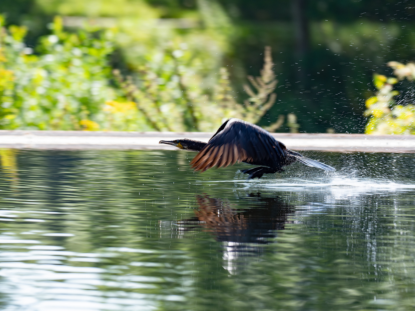 Kormoran 