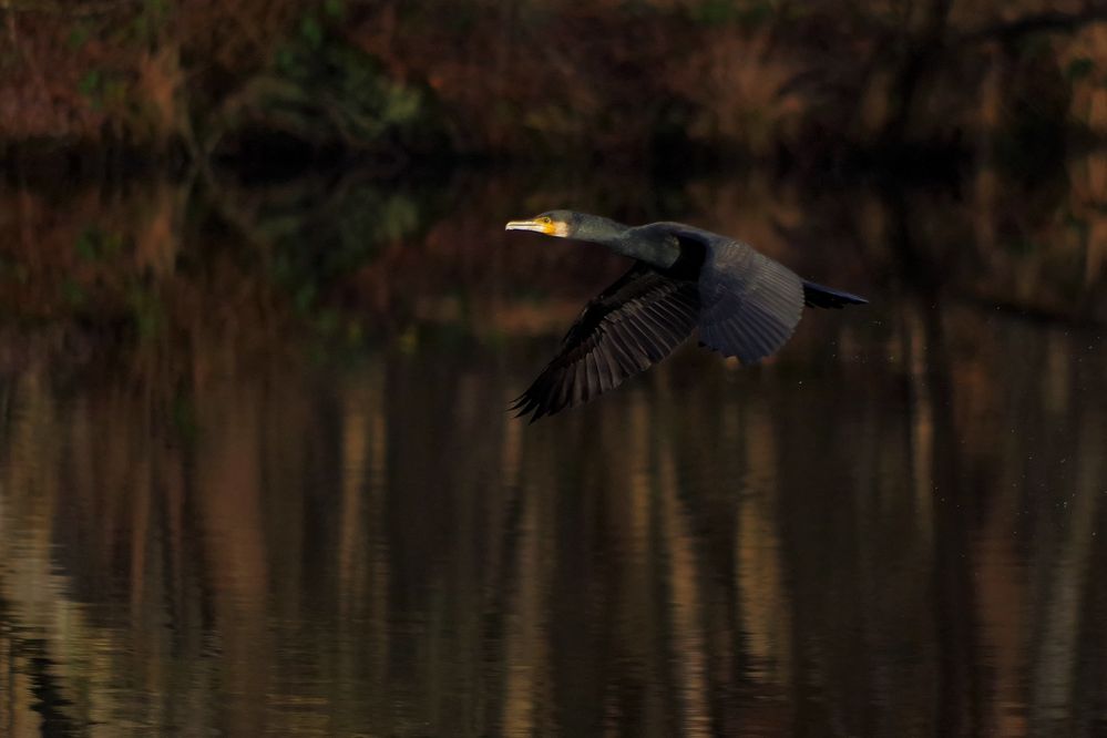 Kormoran