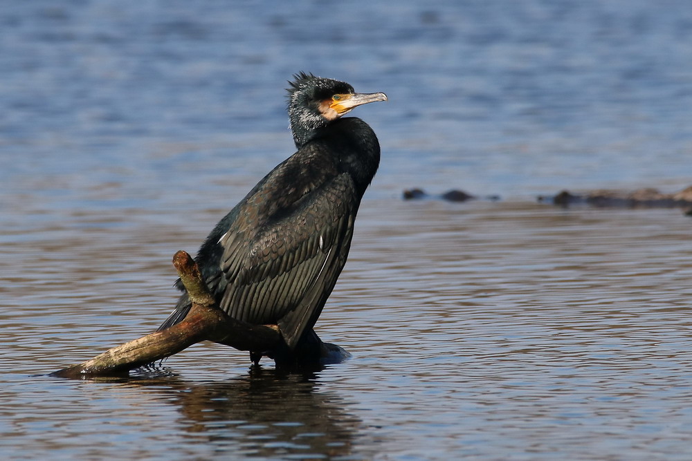 Kormoran