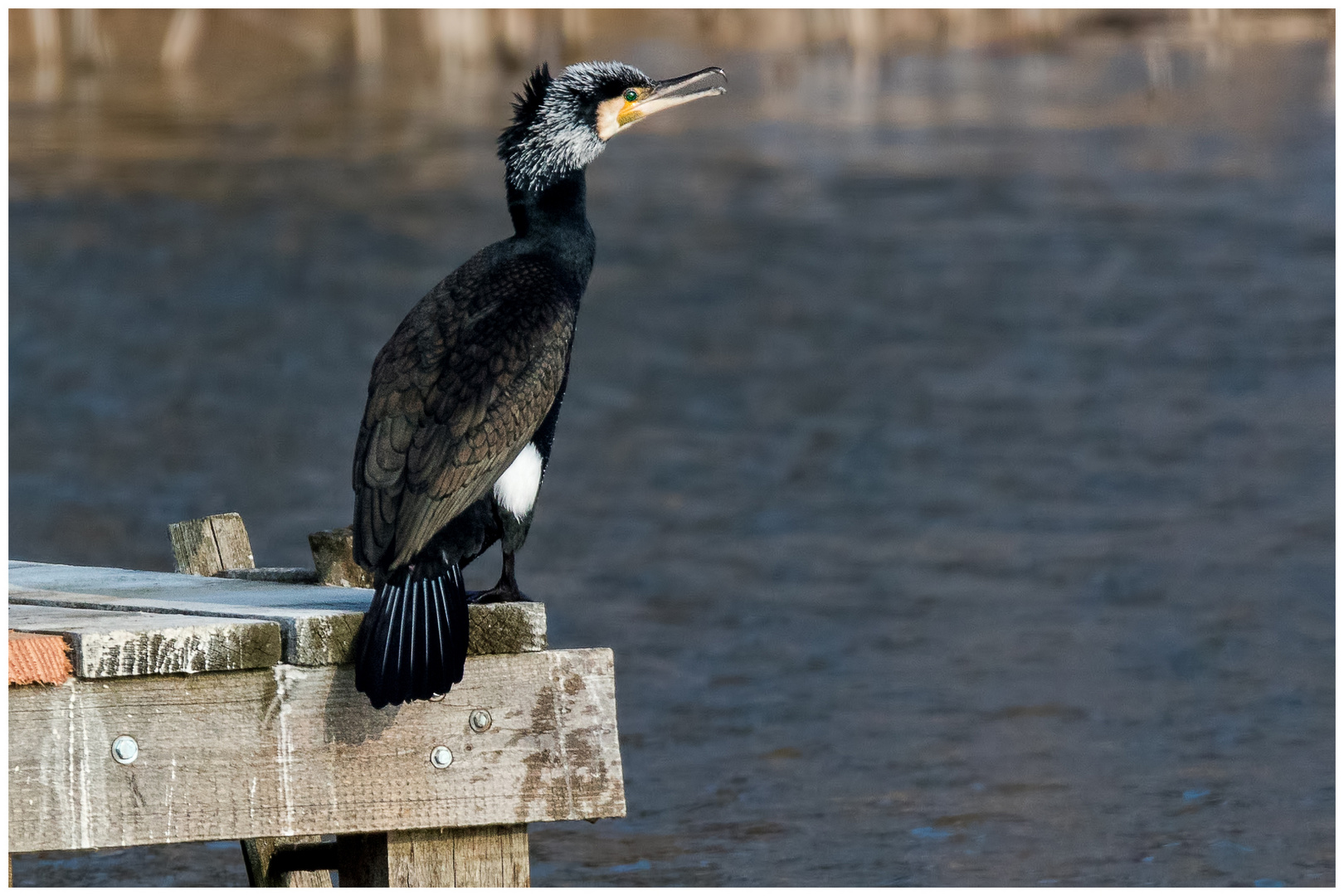 Kormoran