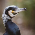 Kormoran 