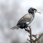 Kormoran