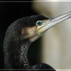 kormoran