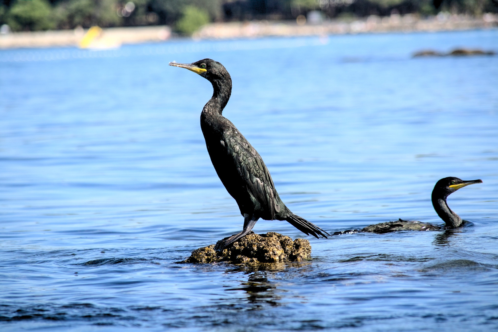 Kormoran