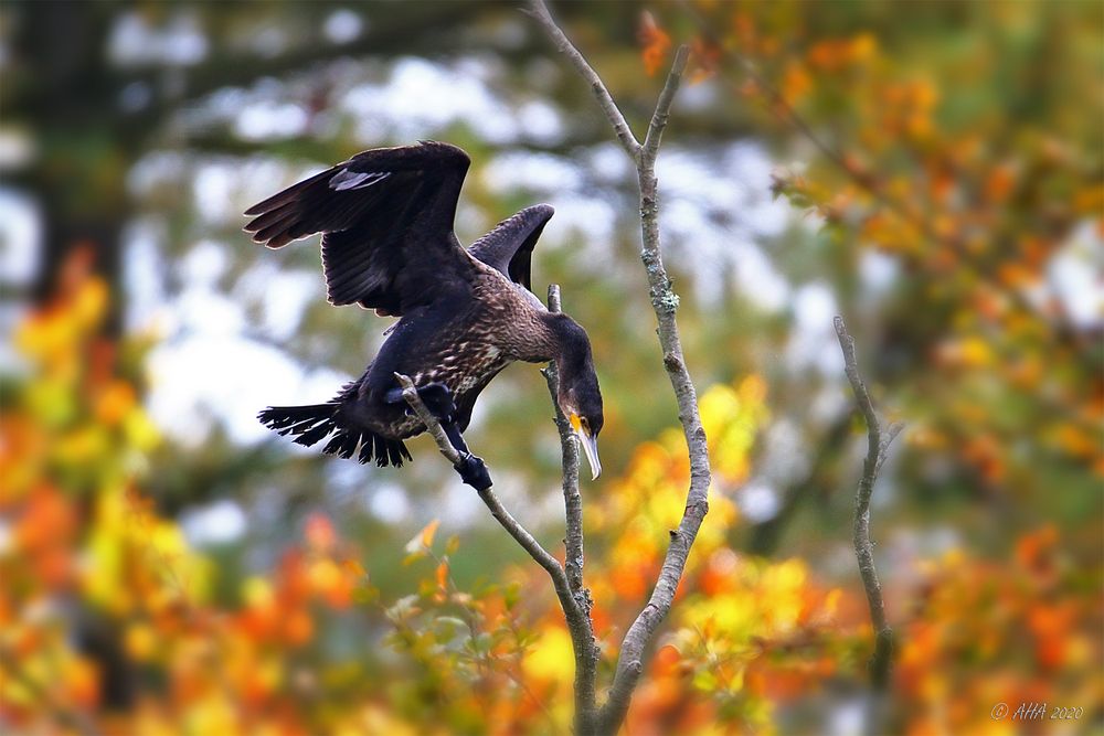 Kormoran