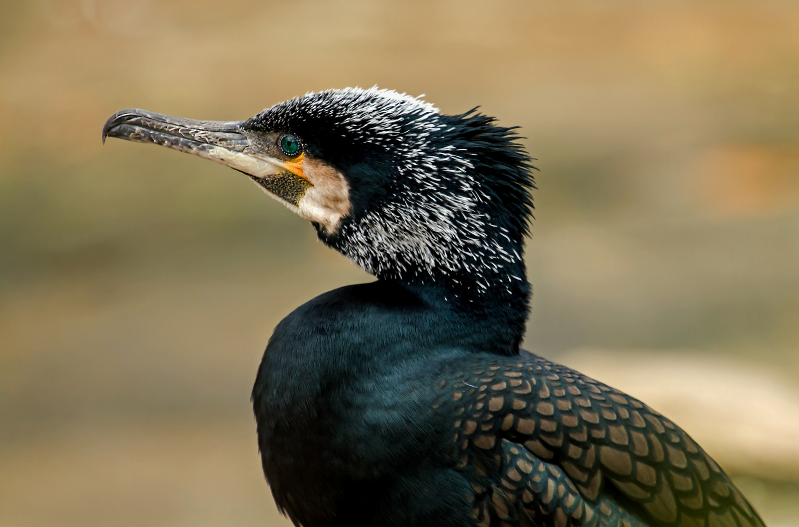 kormoran